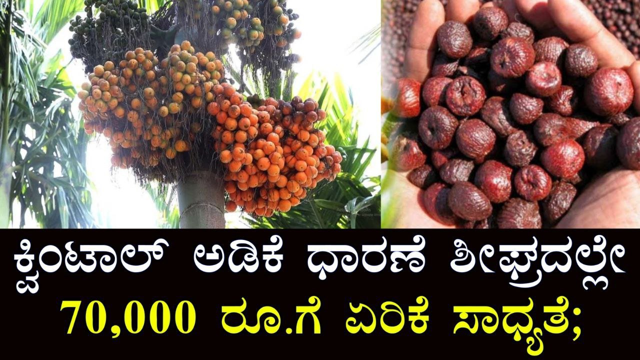 Arecanut price
