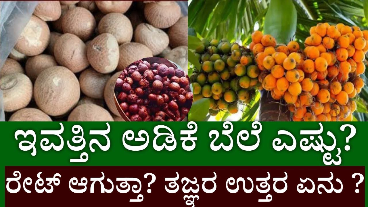 ಅಡಿಕೆ ಬೆಲೆ